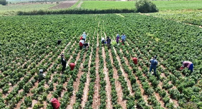 Kadınlar ayda 33 bin, erkekler 60 bin lira kazanıyor: Ellerini yüzlerine süremiyorlar - Resim: 1