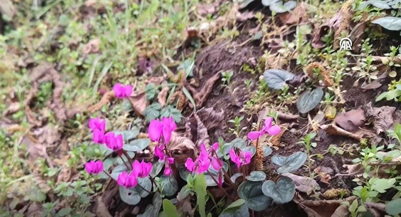 Oğuzlar’da görülmemiş güzellik: Kışın ortasında çiçek açan sıklamenler şaşırtıyor - Resim: 8