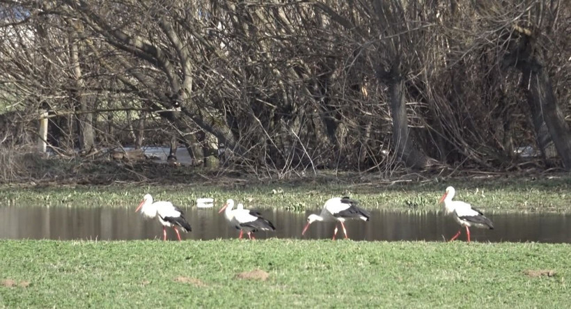 Baharın müjdecisi leylekler böyle görüntülendi - Resim: 7