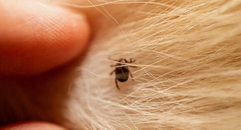 Prof. Dr. Çetin uyardı: Yoğun yağışlı kış keneleri çoğaltabilir: Bahar alarmı verildi - Resim: 3