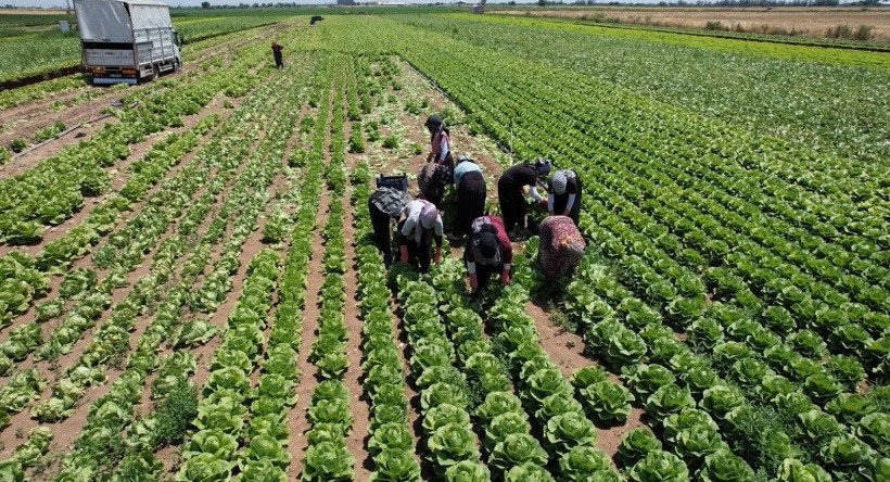 Tarlada tanesi 5 lira: Marketlerde fiyatı 10 katı, 700 dekarlık alanda hasat başladı - Resim: 3
