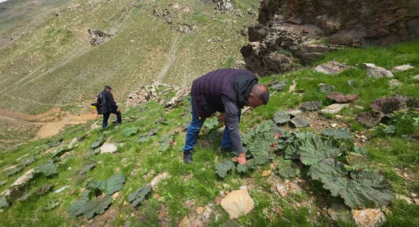 Bir zamanlar bedavaydı, şimdi servet değerinde: Toplamak için saatlerce yürüyorlar - Resim : 3