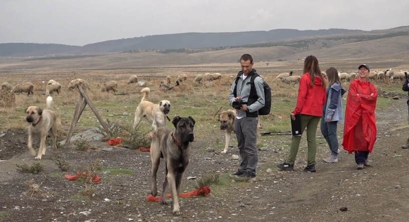 İtalyan uzmanlar Türk çoban köpeklerine hayran kaldı: Kurdun üzerine yürüyor - Resim : 3