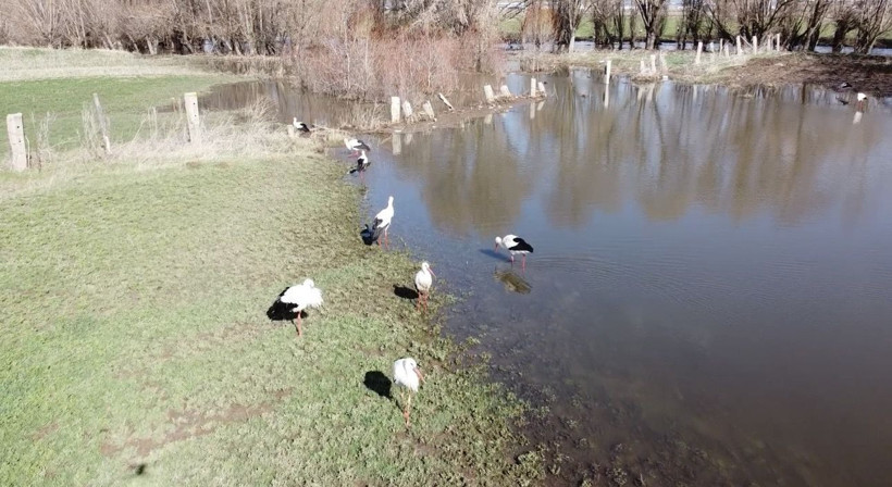 Baharın müjdecisi leylekler böyle görüntülendi - Resim: 5