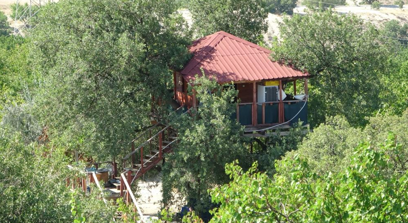 Asırlık ağaçta adeta mimari yapı: Dallar evin içinden geçiyor - Resim: 3