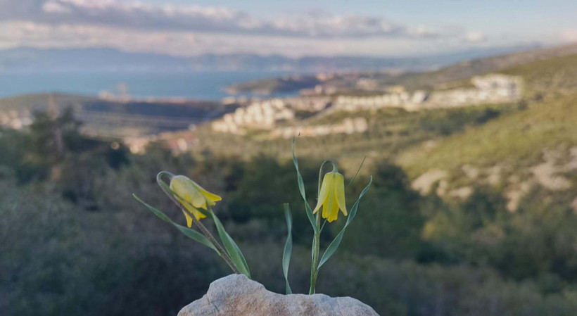 Ağlayan gelinler uyandı: Onları koparmanın bedeli &ccedil;ok ağır - Resim : 6