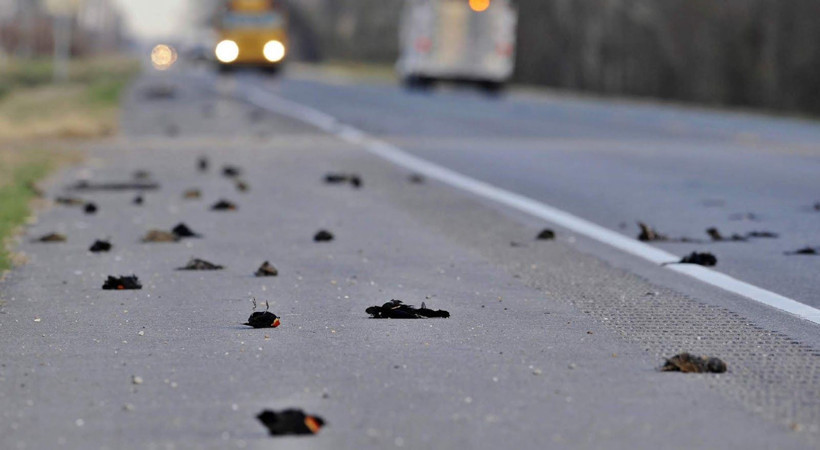 Kuşların esrarengiz ölümü... Lanet mi? - Resim: 12