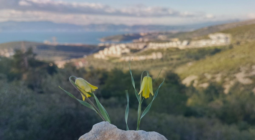 Ağlayan Gelin açtı: Yılda sadece 20 gün görünüyor… Koparanın cezası servet değerinde - Resim: 4