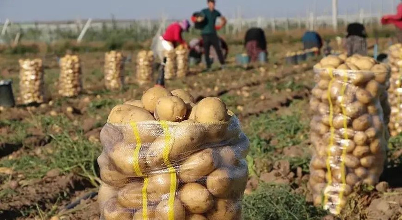 Tarlada kilosu 25 TL'ye kapış kapış satılıyor: Paraya para demiyorlar - Resim: 10