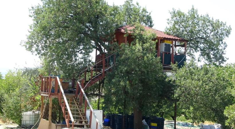 Asırlık ağaçta adeta mimari yapı: Dallar evin içinden geçiyor - Resim: 1