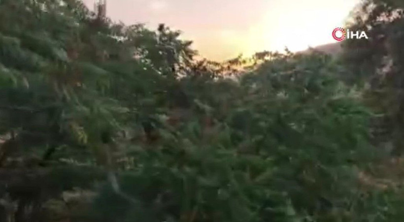 Kebapçıların gözdesinde hasat başladı: Kilosu 350 TL'den satılıyor, doğada yetişiyor - Resim: 5