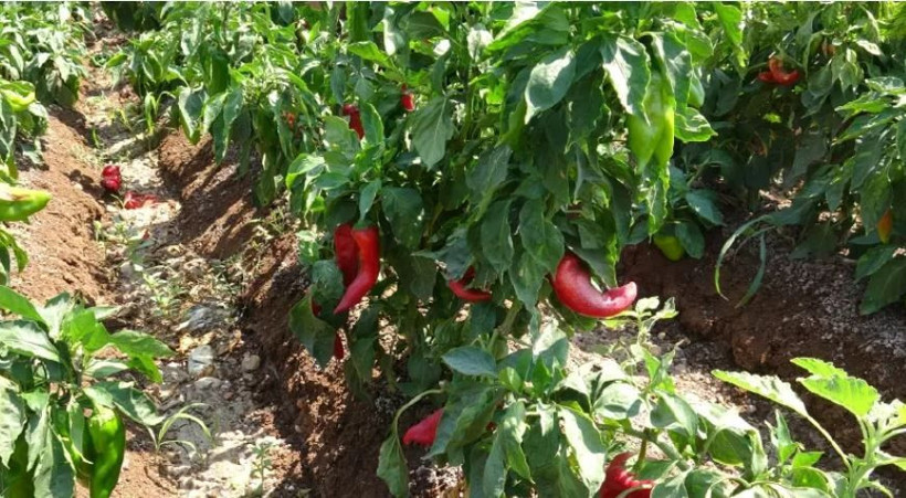 Kadınlar ayda 33 bin, erkekler 60 bin lira kazanıyor: Ellerini yüzlerine süremiyorlar - Resim: 2