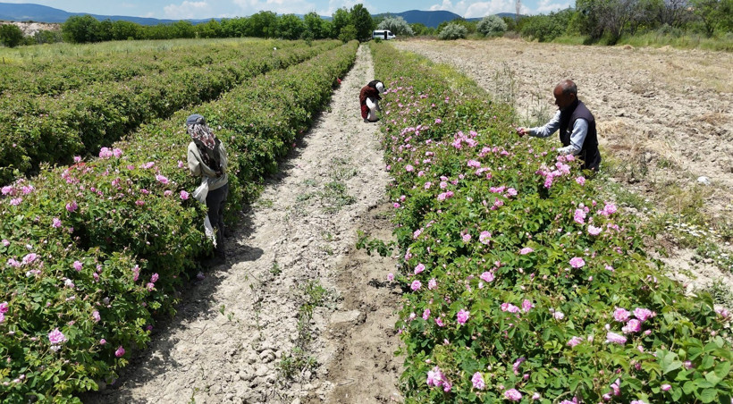 Isparta'da sıvı altın hasadı başladı: Kilogramı 640 bin lira - Resim : 1