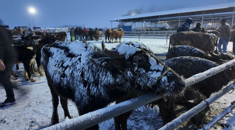 Dondurucu soğuk ticareti vurdu: Şarkışla’da ateş başında bekleyiş - Resim : 3