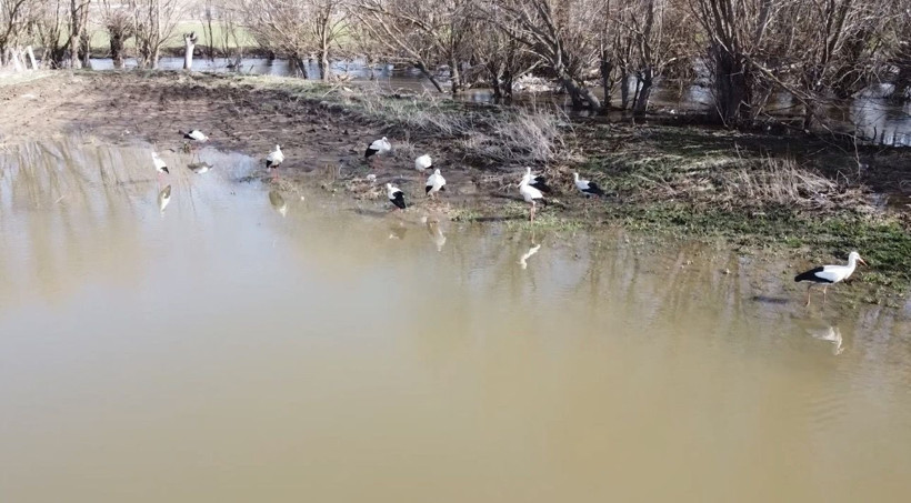 Baharın müjdecisi leylekler böyle görüntülendi - Resim: 4
