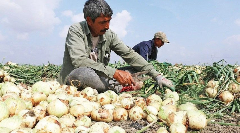 Soğan üreticilerinden ithalat uyarısı: Soğan ithal edilirse üretimi bırakırız - Resim: 9