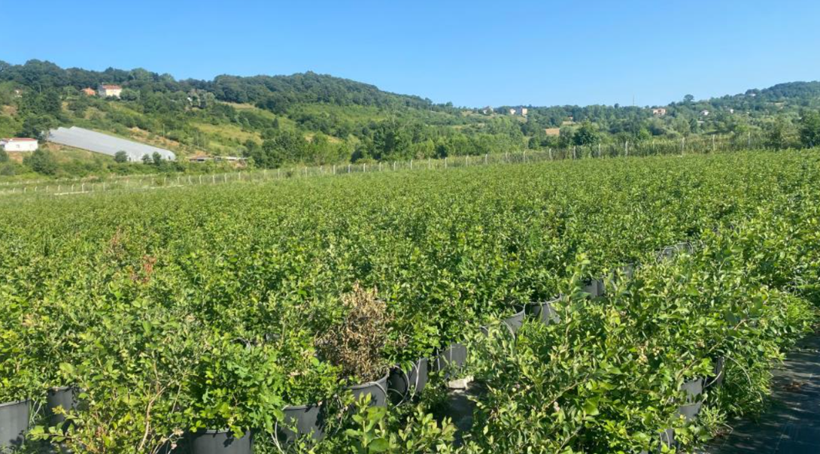 Kilosu 700 lira: Bir tarla kadar arazide başladı, şimdi taleplere yetişemiyor - Resim: 5