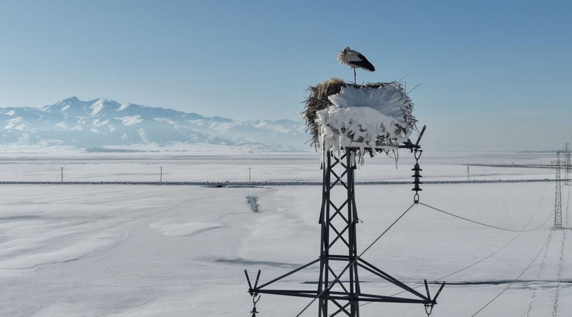 Mevsim şaşırdı O gitmedi: Buz tutan yuvada Leylek eşini bekliyor - Resim : 6