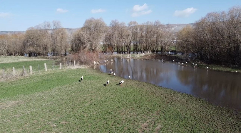 Baharın müjdecisi leylekler böyle görüntülendi - Resim: 3