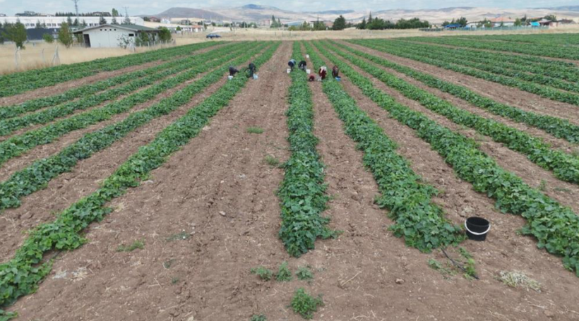 5 kilosu 900 lira: Çubuk turşusu bu sene de Ankara’nın dünyaya açılan kapısı olacak - Resim: 2