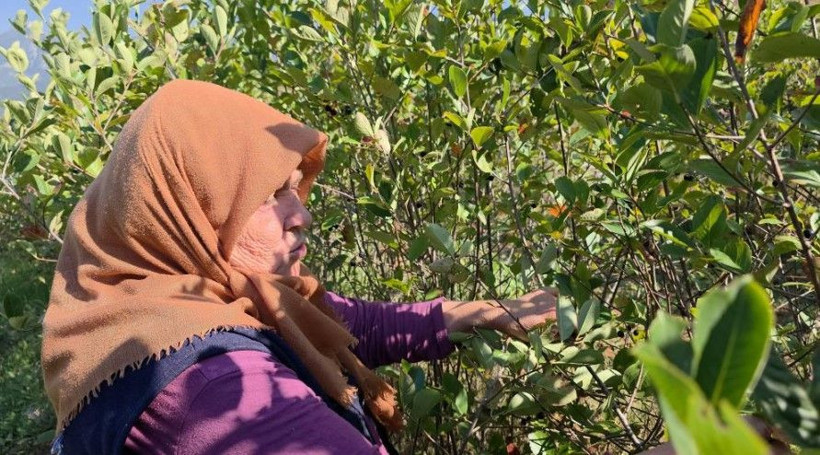 Kilosu 200 TL’den satılıyor: 5 yıl bekledi, emeğinin karşılığını aldı - Resim: 2