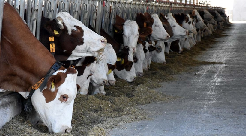 İthal canlı sığır yerli karkas etten pahalı: Kırmızı ette ezber bozan fiyat krizi - Resim: 3
