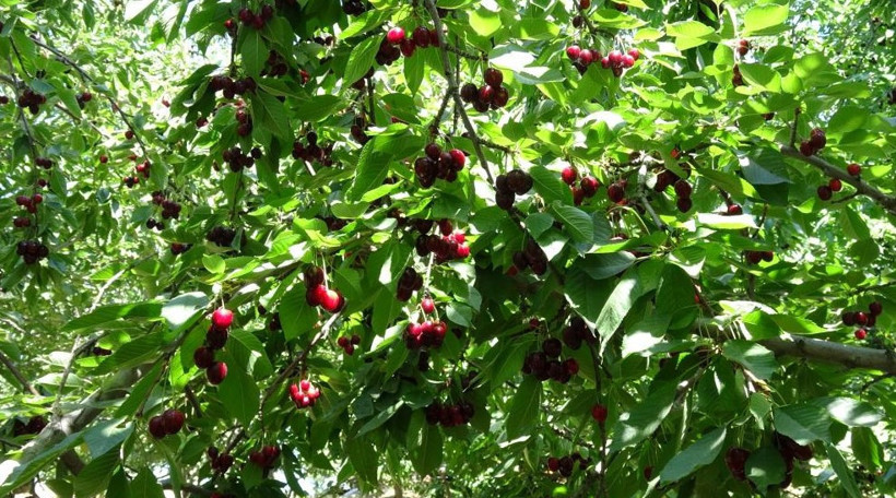 Tarlada hasat başladı kalitesine göre kilosu 70 ila 150 TL - Resim : 1