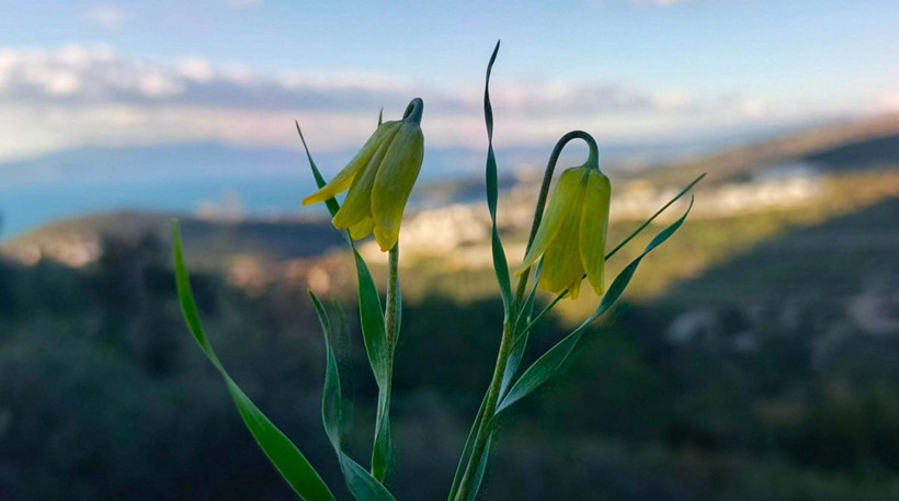 Ağlayan gelinler uyandı: Onları koparmanın bedeli &ccedil;ok ağır - Resim : 1