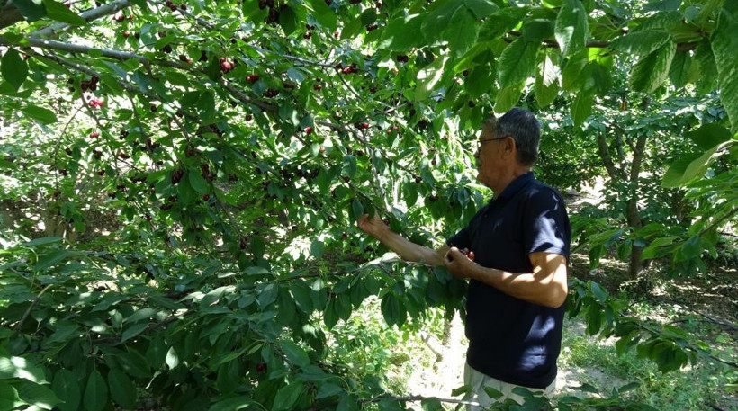 Tarlada hasat başladı kalitesine göre kilosu 70 ila 150 TL - Resim : 4