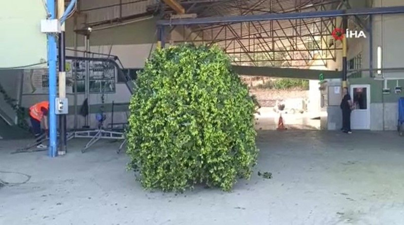 Yeşil altının fiyatı 122 TL: Türkiye’de sadece bu ilçede yetişiyor - Resim: 9