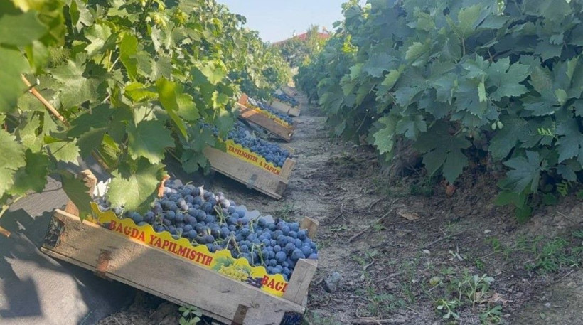 200 yıllık topraklarda hasat başladı: Kilosu 200 liradan satılıyor - Resim: 6