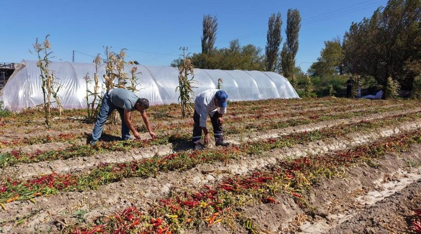 Kilosunu 400 TL'den satıyor: 5 dönümlük bahçede 300 bin lira kazanıyor - Resim: 7
