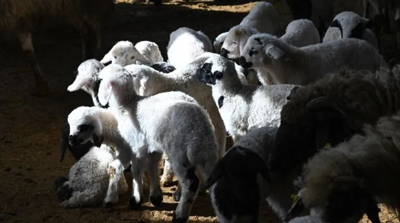 Şehrinizde en çok hangi meslek kazandırıyor? İşte il il en kazançlı işler - Resim: 3