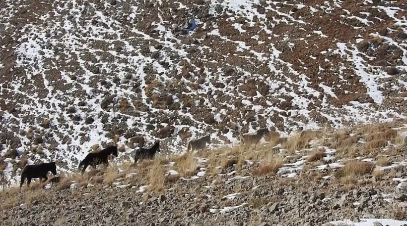 Tunceli'de sürüler halinde dolaşan yılkı atları karlı arazide görüntülendi - Resim : 1