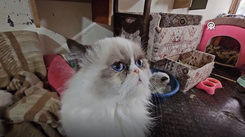 Beyrut’un ‘Kedi Kadını’: 70 kediye yuva açtı: Savaş ve krizde bile terk etmedi… - Resim: 15