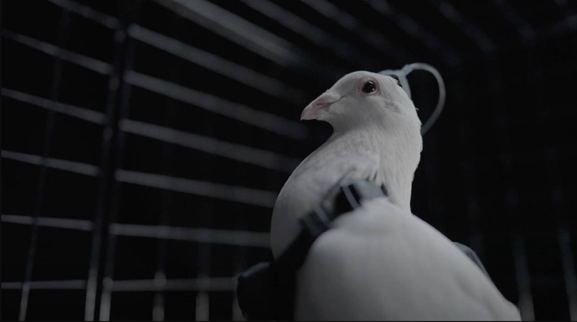 Rus şirketten akıl almaz çalışma: Güvercinleri ‘drone’ gibi kullanıyor - Resim : 1