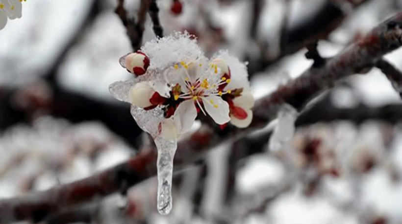 Tarım Bakanlığı çiftçileri uyardı: Önleminizi alın - Resim : 1