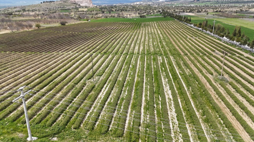 Isparta’da gül hasadı öncesi umutlar yükseldi: Rekolte 13 bin ton bekleniyor - Resim : 2