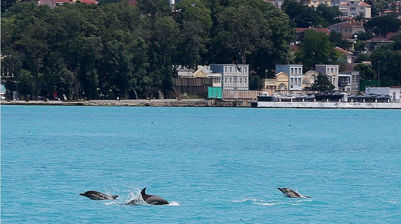 İstanbul Boğazı’ndaki yunusların sırtında gizemli izler: Uzmanlar inceledi, çok şey anlatıyor - Resim: 2