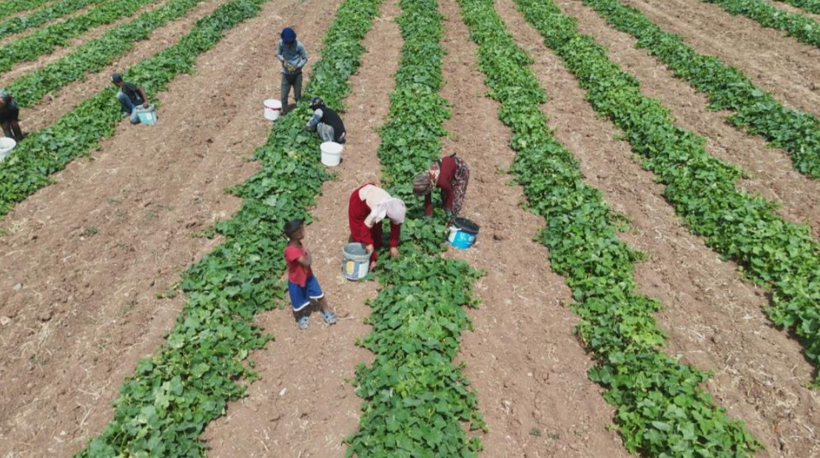 5 kilosu 900 lira: Çubuk turşusu bu sene de Ankara’nın dünyaya açılan kapısı olacak - Resim: 3