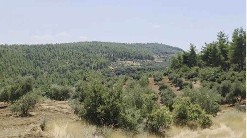 Kilosu 500 TL’den alıcı buluyor: Tarlalarda ne oluyor? - Resim: 6