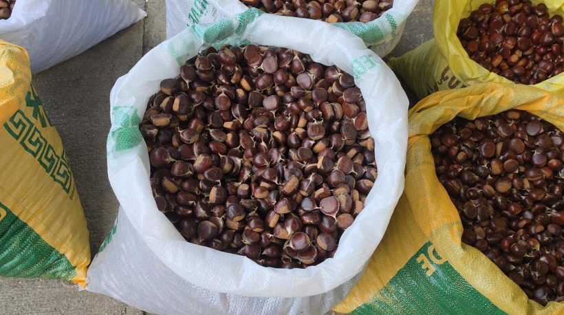 Tescilli üründe bu sene bereket var: Kilosu 300 lira - Resim: 1