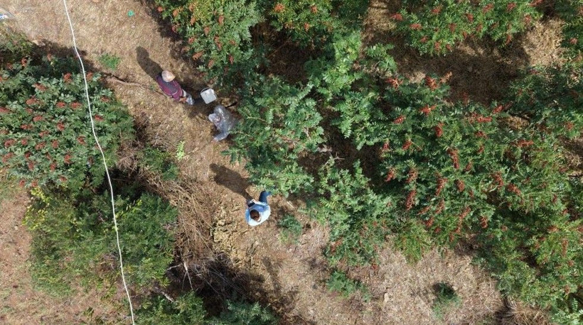 20 yıl sabretti şimdi paraya para demiyor: Kilosunu 900 TL'den satıyor - Resim: 4