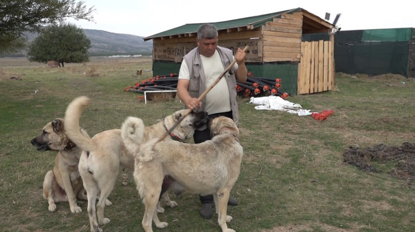 İtalyan uzmanlar Türk çoban köpeklerine hayran kaldı: Kurdun üzerine yürüyor - Resim : 2