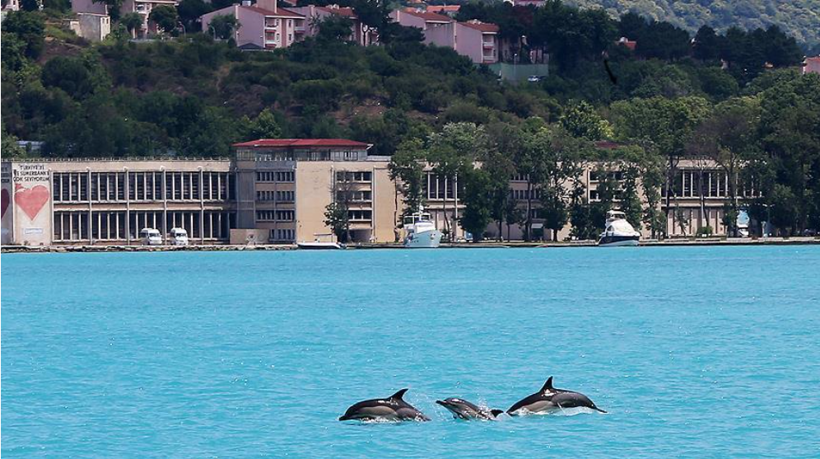 İstanbul Boğazı’ndaki yunusların sırtında gizemli izler: Uzmanlar inceledi, çok şey anlatıyor - Resim: 1