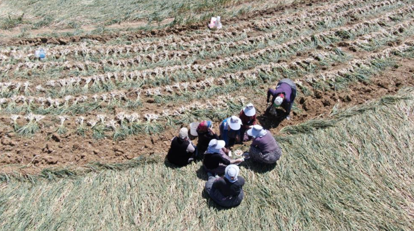 'Beyaz altın' mesaisi başladı: Kilosu 120 lirayı buluyor, günde bin 500 lira kazanıyorlar - Resim: 6