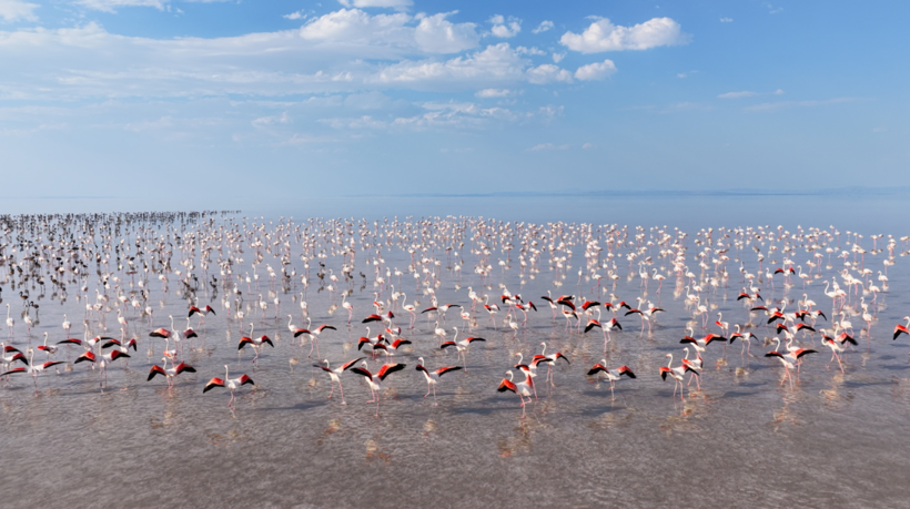Tuz Gölü’nde görsel şölen: Flamingo yavrusu sayısı 5 yılın zirvesine ulaştı - Resim : 3
