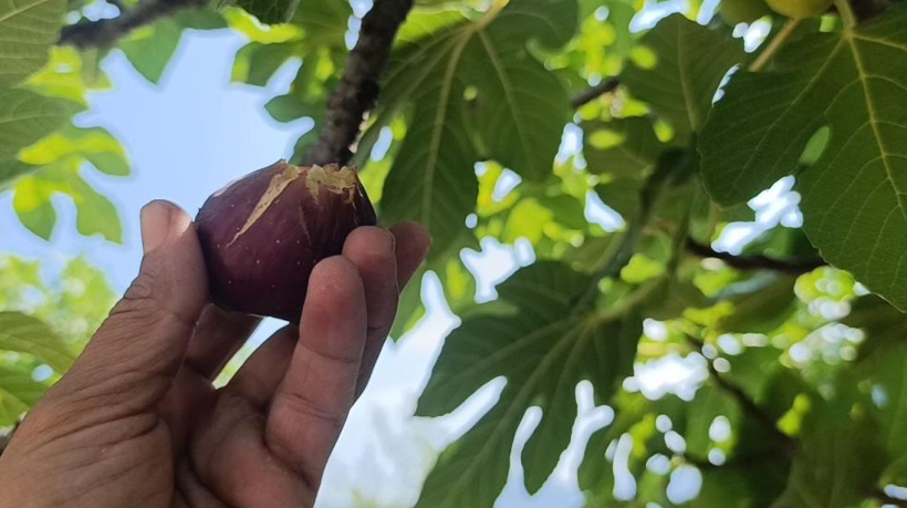 Rekolte düştü ama talep patladı: Kilogramı 300 TL'den kapış kapış satılıyor - Resim: 2