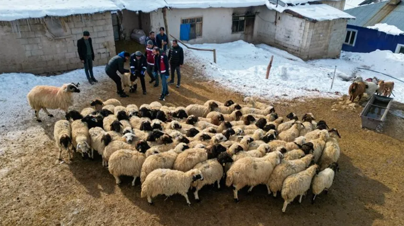 Tarım Kredi'den peş peşe zam: Arpa, mısır ve karma yeme yeni fiyat - Resim: 2
