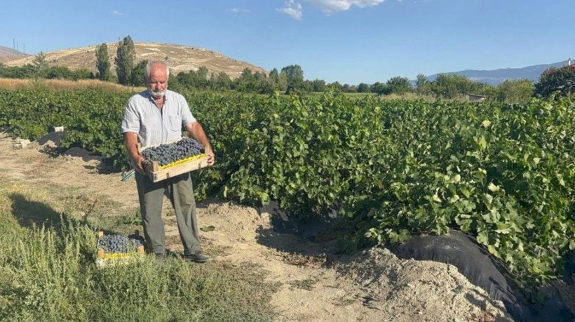 200 yıllık topraklarda hasat başladı: Kilosu 200 liradan satılıyor - Resim: 8